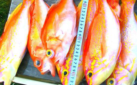 焼津沖　レンコダイ、アカイサキなど